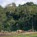 Central African Republic