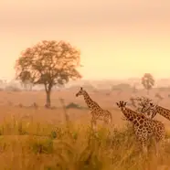 Ouganda