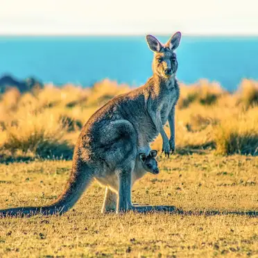 Oceania