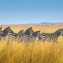 Afrique